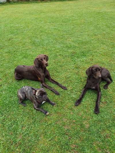 Französische Bulldoggen-Beitrag-Bild