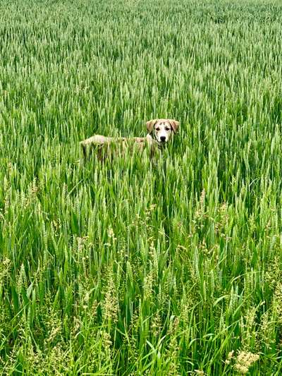 Die Dogorama Monats Challenge "Es grünt und blüht"-Beitrag-Bild