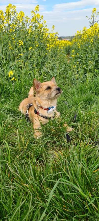 Wuseln hier auch Cairn Terrier rum?-Beitrag-Bild