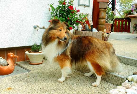 Shelties-Beitrag-Bild