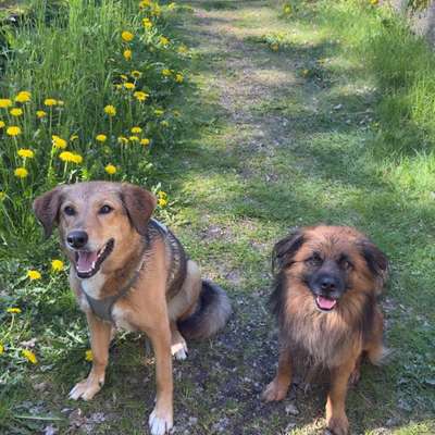 Hundetreffen-Hundefreundschaften - sozialtraining 🍀-Bild