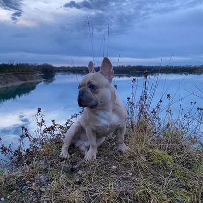 Hundetreffen-Freunde zum spielen und rennen und Pferde stehlen 🐶-Bild