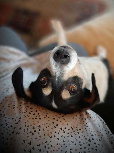 CHALLENGE NR. 19 - Der Hundeblick-Beitrag-Bild