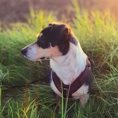 Die Dogorama Kalender Challenge Titelbild-Beitrag-Bild