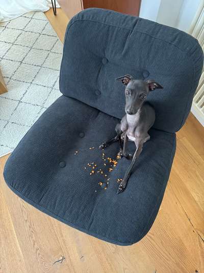 Hundetreffen-Italienisches Windspiel / Whippet-Bild