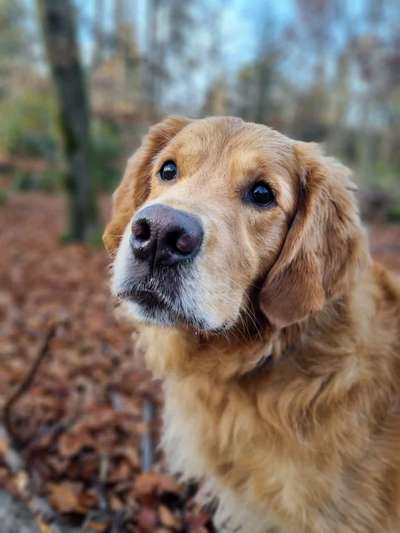 Wo sind die Golden Retriever Liebhaber?-Beitrag-Bild