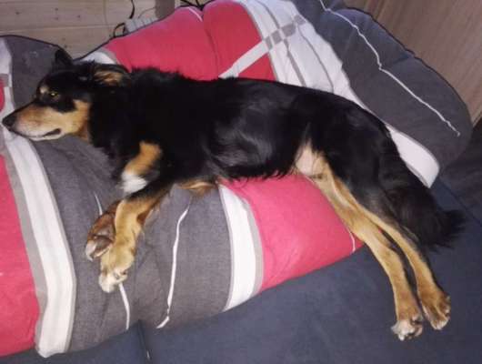 Darf der Hund bei Euch im Bett schlafen?-Beitrag-Bild