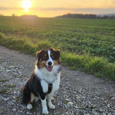 Hundetreffen-Social walk-Bild