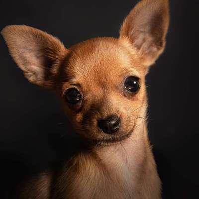Hundetreffen-Kleine Chihuahua sucht Spielkameraden-Bild
