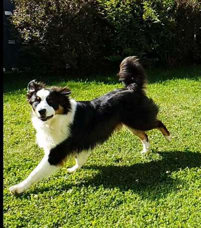 Die Dogorama Wochen Challenge-Beitrag-Bild