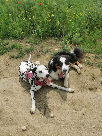 Foto Challenge 103    Hundefreundschaften-Beitrag-Bild