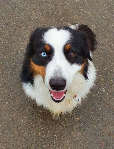 Die Augen Deines Hundes-Beitrag-Bild