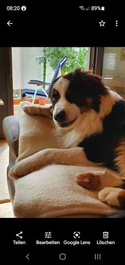 Die Dogorama-Wochen-Challenge "Die schönste Grimasse"-Beitrag-Bild