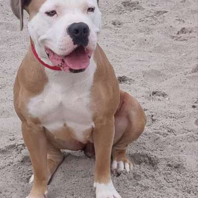 Hundetreffen-Treffen in NB-Bild