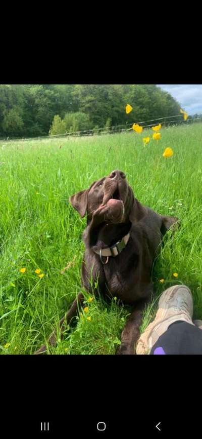 Dogorama Photo Challenge - Frühlingserwachen-Beitrag-Bild