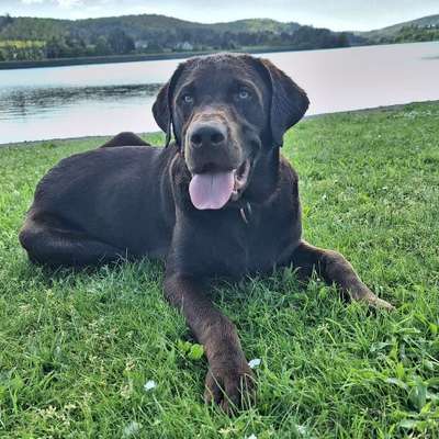 Hundetreffen-Junfhund treffen Oberweimar