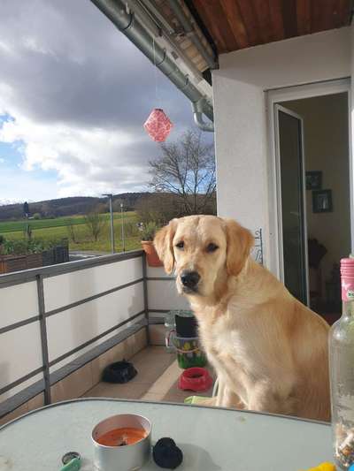 Wo sind die Golden Retriever Liebhaber?-Beitrag-Bild