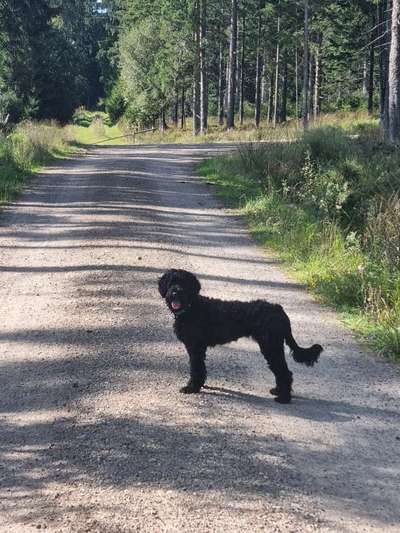 Seltene Rassen!-Beitrag-Bild