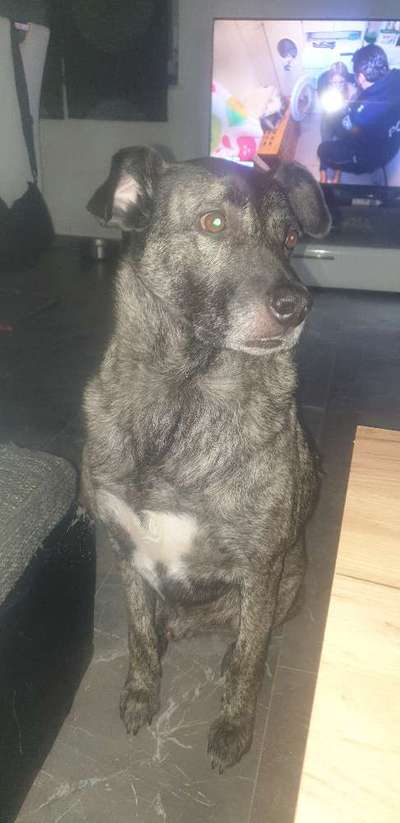 Hunde aus Rumänien-Beitrag-Bild