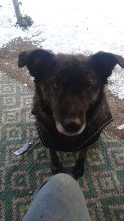 Hunde aus Rumänien-Beitrag-Bild