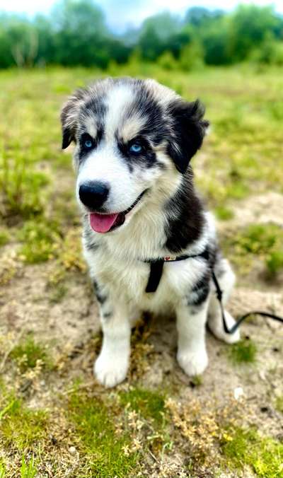 Die Dogorama Kalender Challenge Teil 3/4-Beitrag-Bild