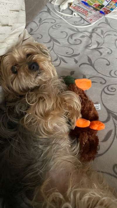 Unsere Fellnasen im Regenbogenland-Beitrag-Bild