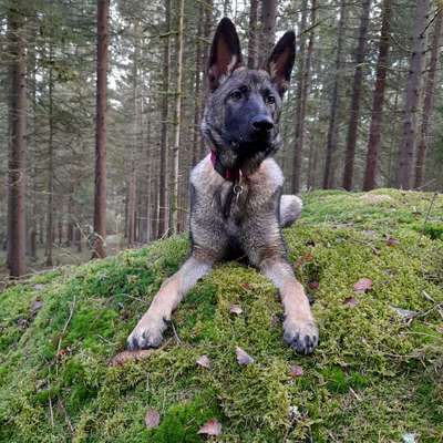 Hundetreffen-Treffen in Nittenau