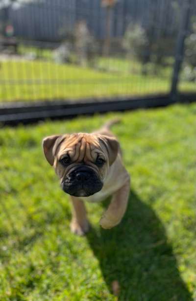 Olde English Bulldogge-Beitrag-Bild