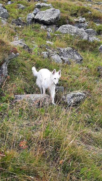 Der Wolf in eurem Hund-Beitrag-Bild