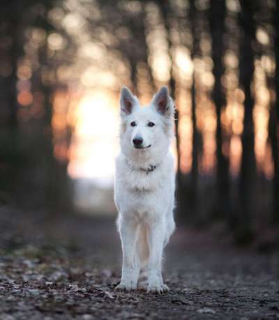 Sonnenaufgänge oder - untergänge-Beitrag-Bild