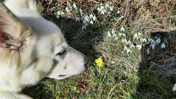 Dogorama Photo Challenge - die ersten Frühjahrsblumen-Beitrag-Bild
