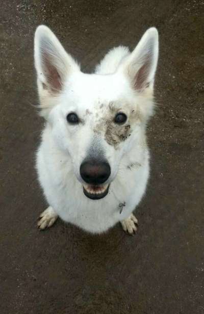 Dogorama Photo Challenge - Fail/Outtakes-Beitrag-Bild