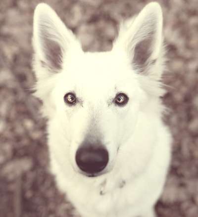 FarbenFoto - Challenge: Sepia-Beitrag-Bild