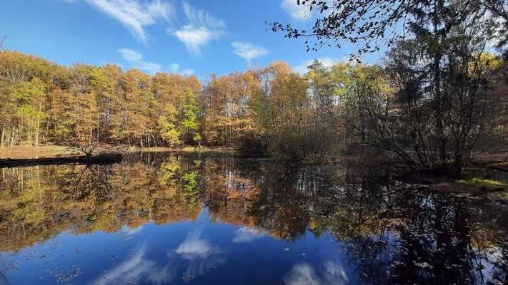 Die wunderschöne Welt mit Hund.-Beitrag-Bild