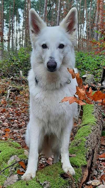 Dogorama Photo Challenge - Portrait-Beitrag-Bild