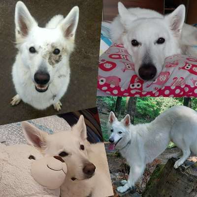 20. Collagen Challenge - "Lustige Schnappschüsse"-Beitrag-Bild