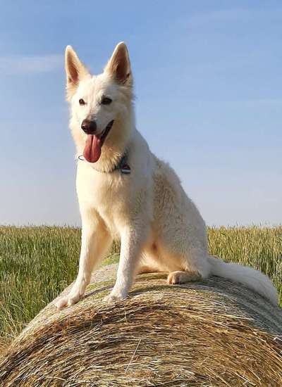 Handy Fotochallenge Nr. 52: Dein Hund mit blauem Himmel-Beitrag-Bild
