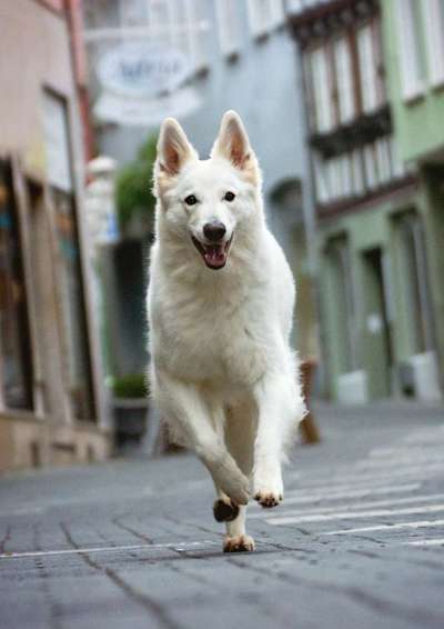 Hundebilder-Beitrag-Bild