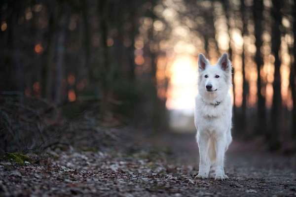 Foto's und Hundemodels-Beitrag-Bild