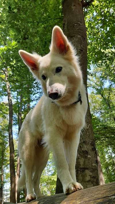 Die wunderschöne Welt mit Hund.-Beitrag-Bild