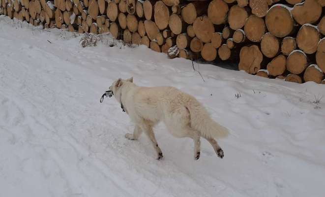 Dogorama Photo Challenge - Winterstimmung-Beitrag-Bild