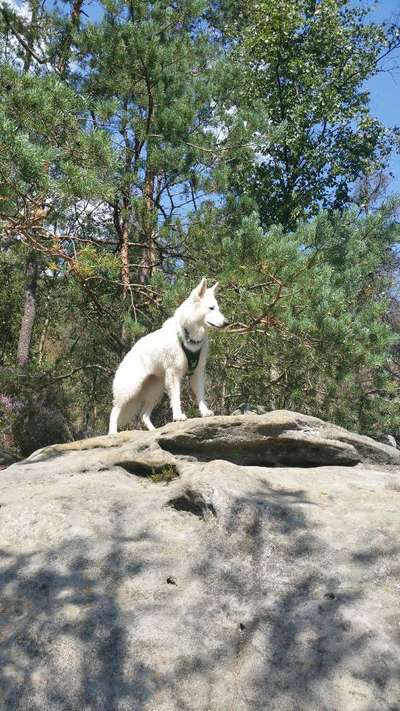 Fotochallenge NR. 123     -Karneval der Tiere--Beitrag-Bild