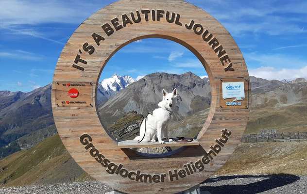 Dogorama Photo Challenge - Rund-Beitrag-Bild