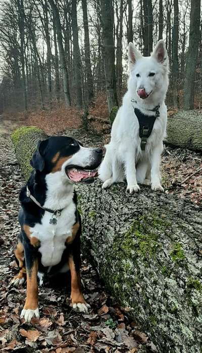 Foto Challenge Nr.: 115-Beitrag-Bild