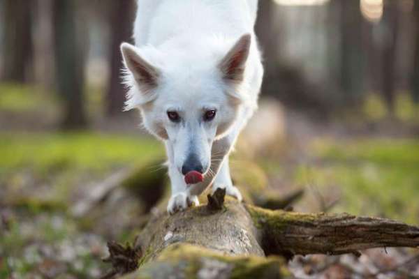 Foto's und Hundemodels-Beitrag-Bild