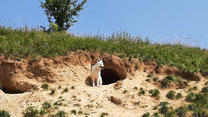 Der Wolf in eurem Hund-Beitrag-Bild