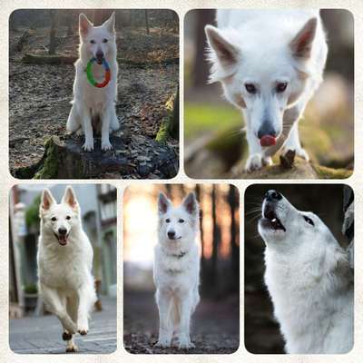 23. Collagen-Challenge: Portraits-Beitrag-Bild