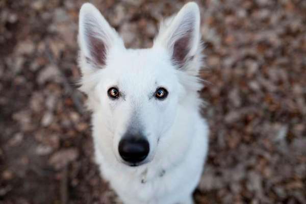 Foto's und Hundemodels-Beitrag-Bild