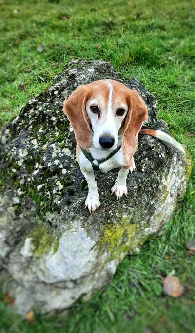 Fotochallenge - fremde Hunde-Beitrag-Bild