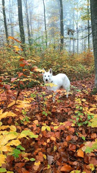 Fotosammlung: ,,Der natürliche Hund" Unbearbeitet, ungestellt und in Natura-Beitrag-Bild
